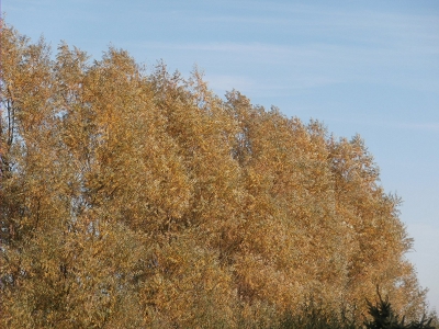 Autumn-Living-Wall-Color