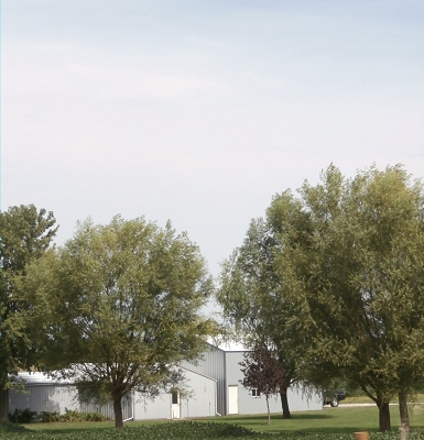 Fast-Growing-Shade-Trees