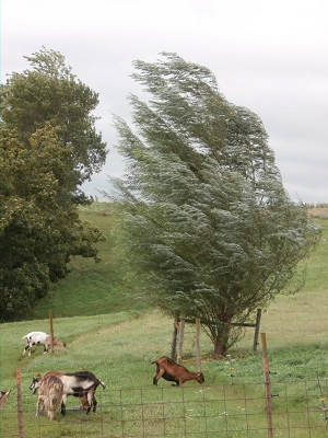 Fast-Growing-Trees-Goat-Shade-Trees