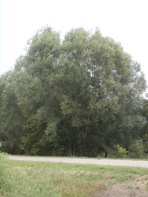 Fast-Growing-Willow-Hybrid-Shade-Trees