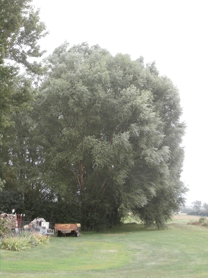 Hybrid-Willow-Fast-Growing-Trees