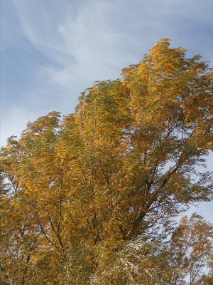 Willow-Hybrid-Yellow-Leaves