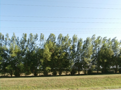 Windbreak-Quick-Growing-Willows